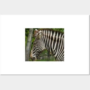 Zebra Head shot Posters and Art